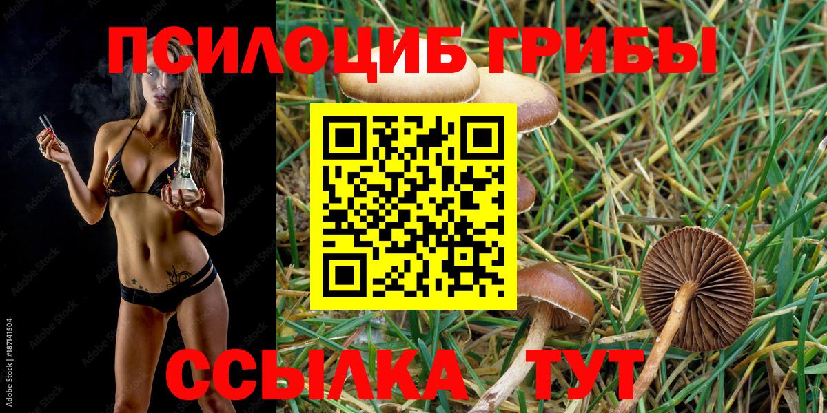 купить наркотики сайты  Вход с VPN  Белгород  Галлюциногенные грибы Psilocybe 